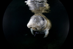 Manatee at the crack of dawn by Suzan Meldonian 